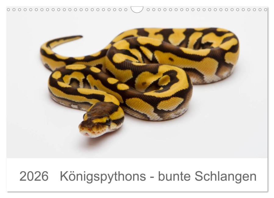Königspythons - bunte Schlangen (Wandkalender 2026 DIN A3 quer), CALVENDO Monatskalender - Werner Lang