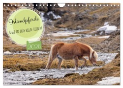 Cover-Bild zum Titel 'Islandpferde - Reise in ihre wilde Heimat (Wandkalender 2026 DIN A4 quer), CALVENDO Monatskalender' von 'AkremaFotoArt AkremaFotoArt'