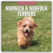 Norwich Terrier und Norfolk Terrier 2026 - 16-Monatskalender - Robin Red