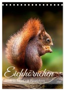 Cover-Bild zum Titel 'Niedlicher Nager - Das Eichhörnchen (Tischkalender 2026 DIN A5 hoch), CALVENDO Monatskalender' von 'Burkhard Pook - pnmedia'