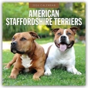American Staffordshire Terriers - American Staffordshire Terrier 2026 - 16-Monatskalender - Robin Red