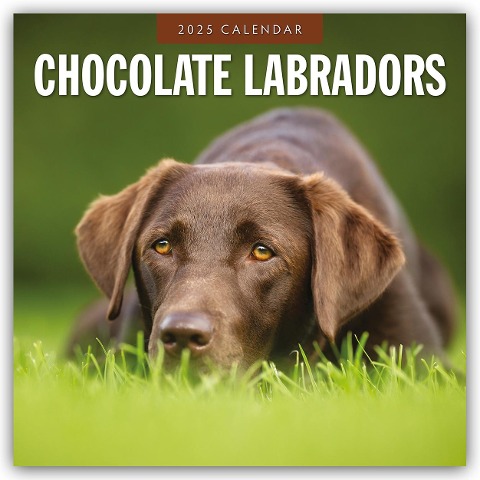 Chocolate Labrador Retrievers - Schokoladenbraune Labrador Retriever 2025 - 16-Monatskalender - 