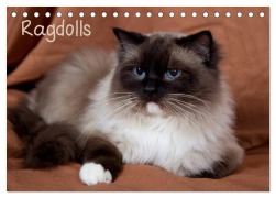 Cover-Bild zum Titel 'Ragdolls (Tischkalender 2026 DIN A5 quer), CALVENDO Monatskalender' von 'Fotodesign Verena Scholze'