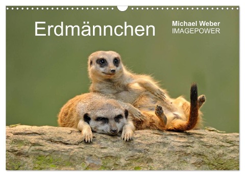 Erdmännchen - Tierkinder (Wandkalender 2024 DIN A3 quer), CALVENDO Monatskalender - Michael Weber