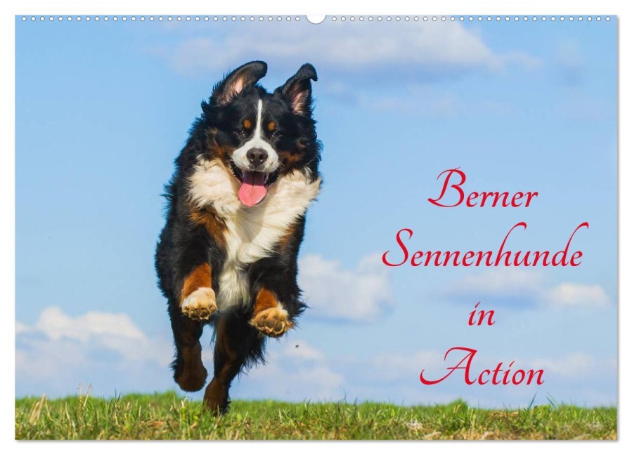 Berner Sennenhunde in Action (Wandkalender 2026 DIN A2 quer), CALVENDO Monatskalender - Sigrid Starick