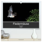 Cover-Bild zum Titel 'Fledermäuse - Jäger der Nacht (hochwertiger Premium Wandkalender 2026 DIN A2 quer), Kunstdruck in Hochglanz' von 'Otto Schäfer'