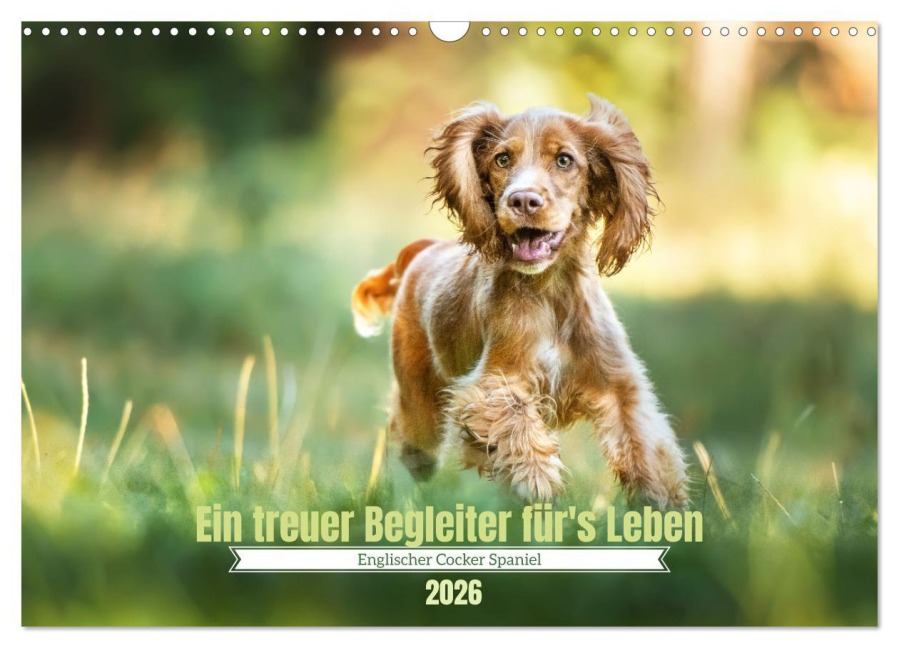 Englischer Cocker Spaniel (Wandkalender 2026 DIN A3 quer), CALVENDO Monatskalender - Sabrina Wobith Photography