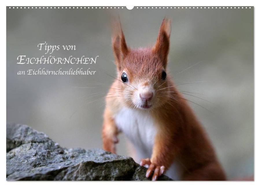 Tipps von Eichhörnchen an Eichhörnchenliebhaber (Wandkalender 2025 DIN A2 quer), CALVENDO Monatskalender - Birgit Cerny