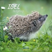 Igel 2026 - 
