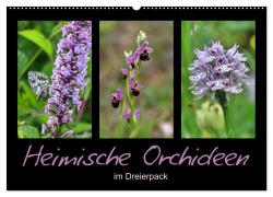 Cover-Bild zum Titel 'Heimische Orchideen im Dreierpack (Wandkalender 2026 DIN A2 quer), CALVENDO Monatskalender' von 'Sabine Löwer'