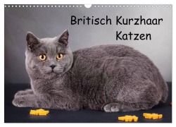 Britisch Kurzhaar Katzen (Wandkalender 2026 DIN A3 quer), CALVENDO Monatskalender - Gabriela Wejat-Zaretzke