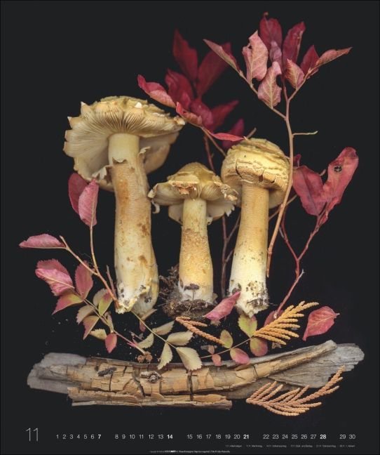 InsideView 11