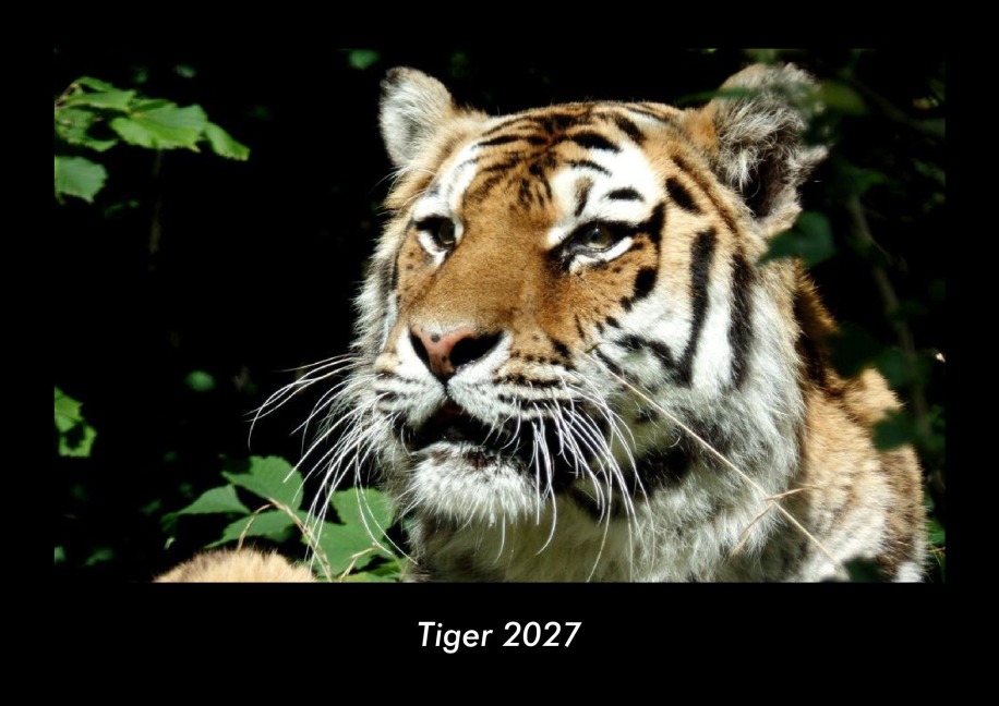 Tiger 2027 Fotokalender DIN A3 - Tobias Becker