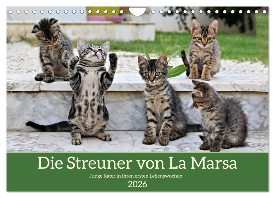 Die Streuner von La Marsa (Wandkalender 2026 DIN A4 quer), CALVENDO Monatskalender - Peter Hennrich