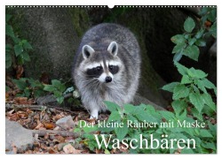 Cover-Bild zum Titel 'Der kleine Räuber mit Maske - Waschbären (Wandkalender 2026 DIN A2 quer), CALVENDO Monatskalender' von 'Arno Klatt'