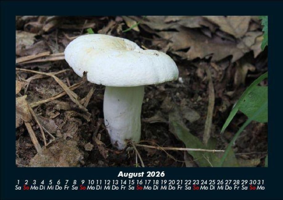 InsideView 12