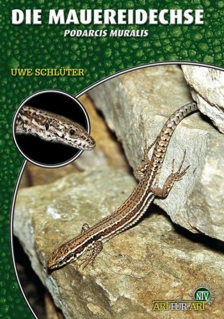 Die Mauereidechse - Uwe Schlüter