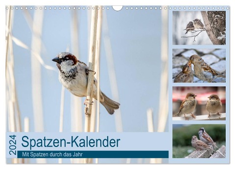 Spatzen-Kalender (Wandkalender 2024 DIN A3 quer), CALVENDO Monatskalender - Marianne Drews