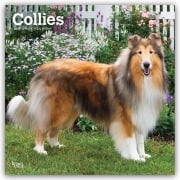 Cover-Bild zum Titel 'Collies - Langhaarcollie 2027 - 16-Monatskalender' von 'Browntrout Publishers'
