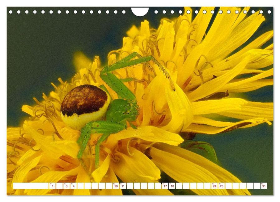 InsideView 6