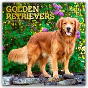 Cover-Bild zum Titel 'Golden Retrievers - Golden Retriever 2026 - 16-Monatskalender' von 'Browntrout Publishers'