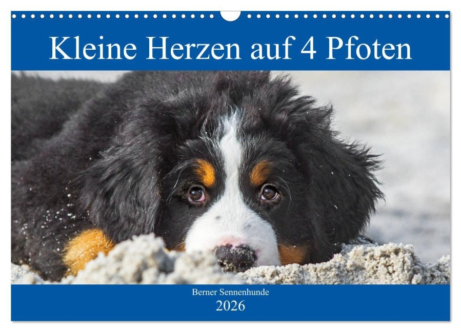 Kleine Herzen auf 4 Pfoten - Berner Sennenhunde (Wandkalender 2026 DIN A3 quer), CALVENDO Monatskalender - Sigrid Starick