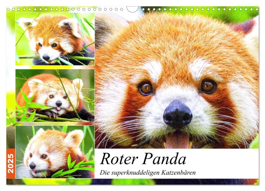 Roter Panda. Die superknuddeligen Katzenbären (Wandkalender 2025 DIN A3 quer), CALVENDO Monatskalender - Rose Hurley