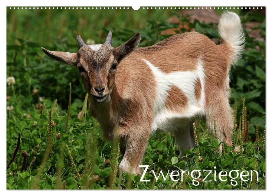 Zwergziegen (Wandkalender 2026 DIN A2 quer), CALVENDO Monatskalender - Arno Klatt