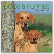 Dogs and Puppies - Hunde und Welpen 2026 - 16-Monatskalender - Gifted Stationery Co. Ltd