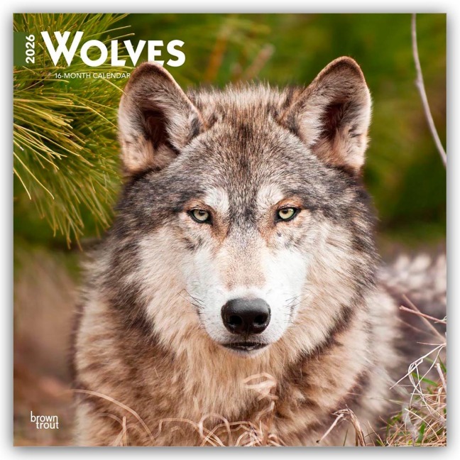Wolves - Wölfe 2026 - 16-Monatskalender - Browntrout Publishers