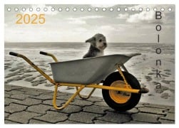 Bolonka 2025 (Tischkalender 2025 DIN A5 quer), CALVENDO Monatskalender - C. Winnen