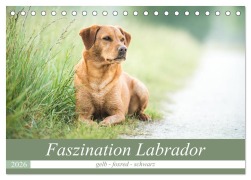 Cover-Bild zum Titel 'Faszination Labrador - gelb, foxred, schwarz (Tischkalender 2026 DIN A5 quer), CALVENDO Monatskalender' von 'Cornelia Strunz'