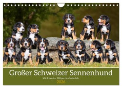 Cover-Bild zum Titel 'Großer Schweizer Sennenhund - Mit Schweizer Welpen durch das Jahr (Wandkalender 2026 DIN A4 quer), CALVENDO Monatskalender' von 'Sigrid Starick'