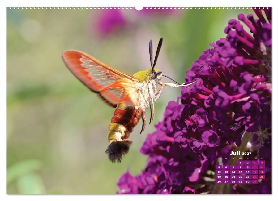 InsideView 12