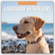 Cover-Bild zum Titel 'Labrador Retrievers - Labrador Retriever 2026 - 16-Monatskalender' von 'Robin Red'