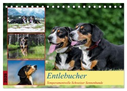 Cover-Bild zum Titel 'Entlebucher - Temperamentvolle Schweizer Sennenhunde (Tischkalender 2026 DIN A5 quer), CALVENDO Monatskalender' von 'Jana K. Fotografie'
