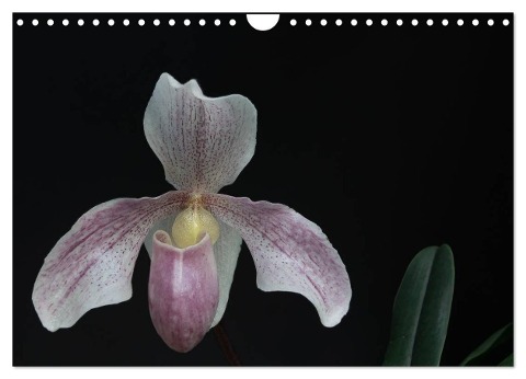 Frauenschuhe - die schönsten Orchideen der Welt (Wandkalender 2024 DIN A4 quer), CALVENDO Monatskalender - Holger Rochow