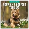 Norwich Terrier und Norfolk Terrier 2025 - 16-Monatskalender - 