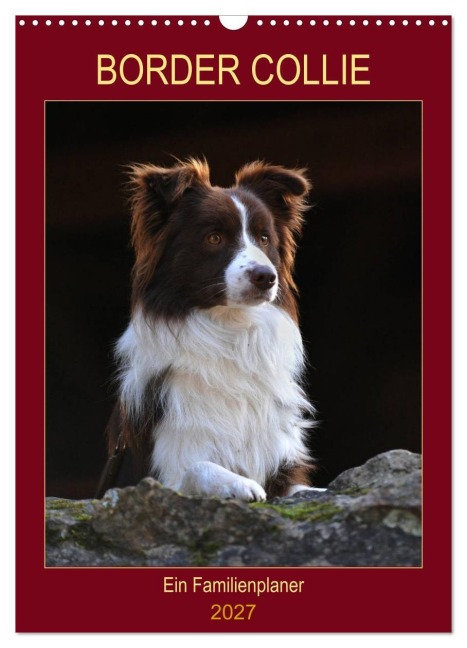 Border Collie - Ein Familienplaner (Wandkalender 2027 DIN A3 hoch), CALVENDO Monatskalender - Sigrid Starick