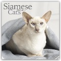 Siamese Cats - Siam-Katzen 2024 - 16-Monatskalender - Avonside Publishing Ltd