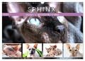 Sphinx. Grazile und anmutige Nacktkatzen (Wandkalender 2025 DIN A3 quer), CALVENDO Monatskalender - Rose Hurley