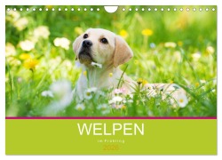 Cover-Bild zum Titel 'Welpen im Frühling (Wandkalender 2026 DIN A4 quer), CALVENDO Monatskalender' von 'Judith Dzierzawa'