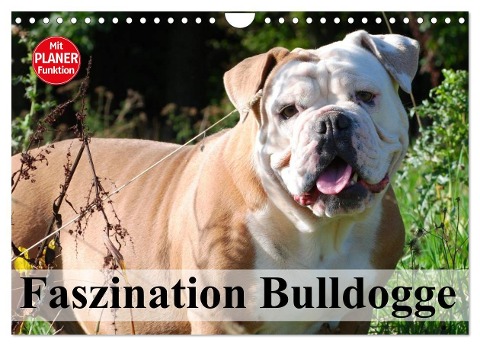 Faszination Bulldogge (Wandkalender 2025 DIN A4 quer), CALVENDO Monatskalender - Elisabeth Stanzer