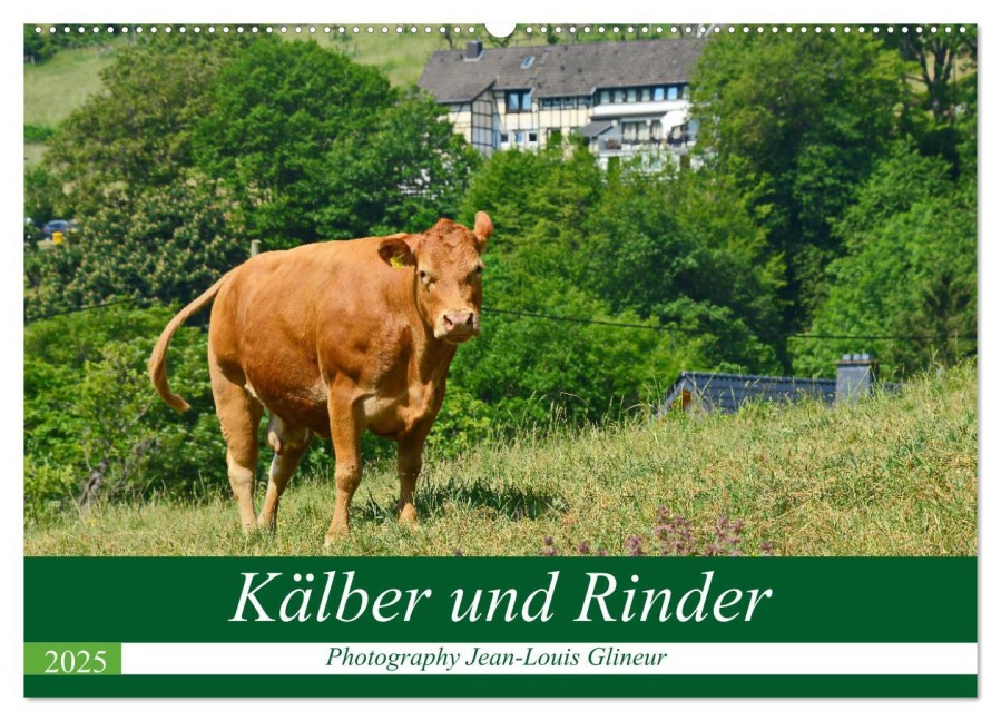 Kälber und Rinder (Wandkalender 2025 DIN A2 quer), CALVENDO Monatskalender - Jean-Louis Glineur DeVerviers