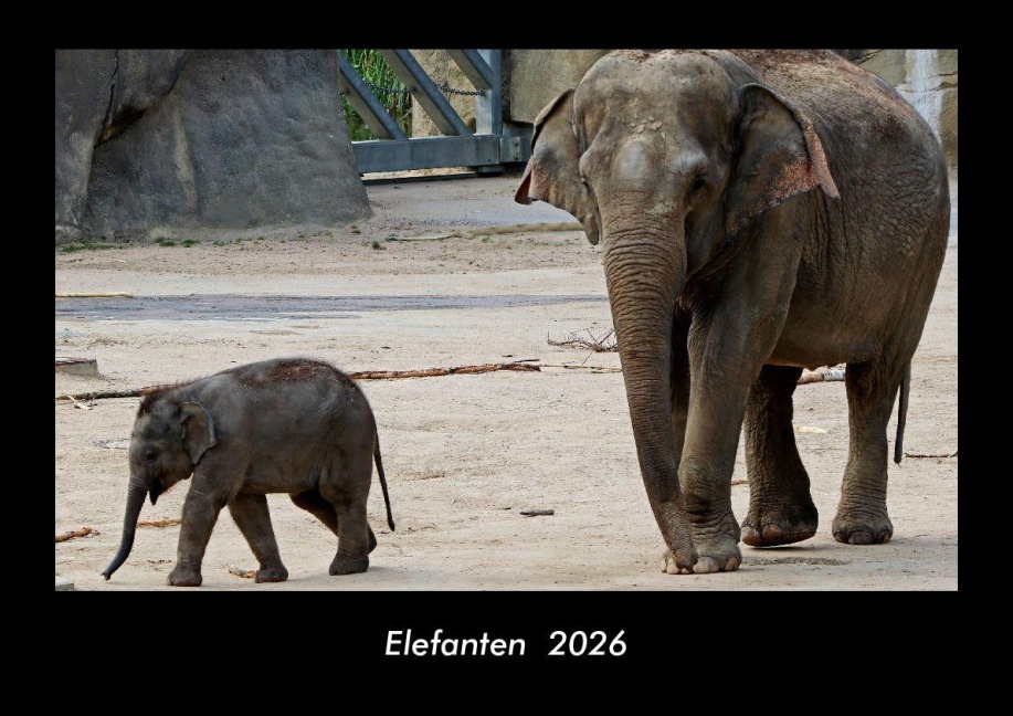 Elefanten  2026 Fotokalender DIN A3 - Tobias Becker