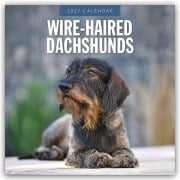 Cover-Bild zum Titel 'Wire-Haired Dachshunds - Rauhaardackel 2027 - 16-Monatskalender' von 'Robin Red'