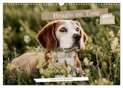 Cover-Bild zum Titel 'Beagle - Unser treuer Begleiter (Wandkalender 2026 DIN A3 quer), CALVENDO Monatskalender' von 'Lea-Isabelle Lea-Isabelle'