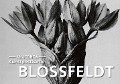 Cover-Bild zum Titel 'Postkarten-Set Blossfeldt' von 'Karl Blossfeldt'