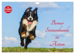 Cover-Bild zum Titel 'Berner Sennenhunde in Action (Wandkalender 2026 DIN A4 quer), CALVENDO Monatskalender' von 'Sigrid Starick'
