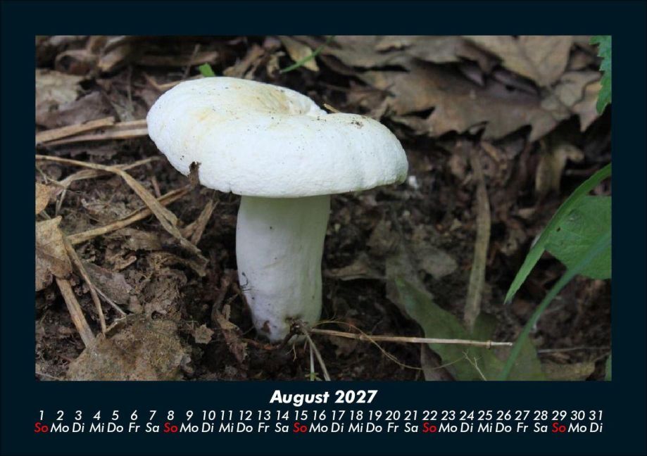 InsideView 12